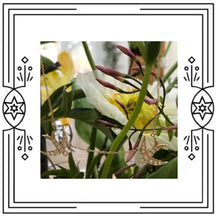 Load image into Gallery viewer, FLYING SWALLOWS DIAMOND NECKLACE (pre-order)
