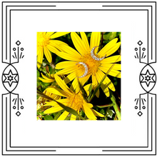 Load image into Gallery viewer, DIAMOND CRESCENT MOON STUDS
